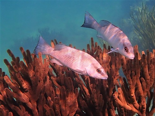 Grey snapper (Lutjanus griseus) — Lutjanidae — 4