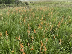Watsonia bachmannii