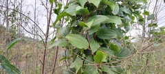 Smilax zeylanica