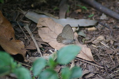 Cissia phronius