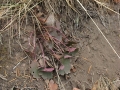 Heuchera parvifolia