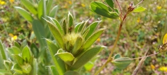 Crotalaria nana