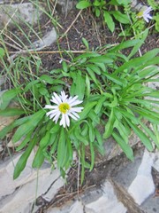 Erigeron glacialis glacialis