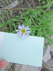 Erigeron glacialis glacialis