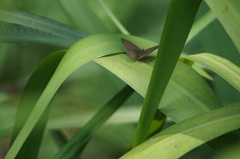 Cissia phronius