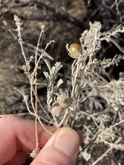 Rhopalomyia obovata