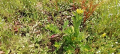 Crotalaria nana