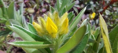 Crotalaria nana