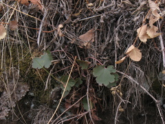 Heuchera parvifolia