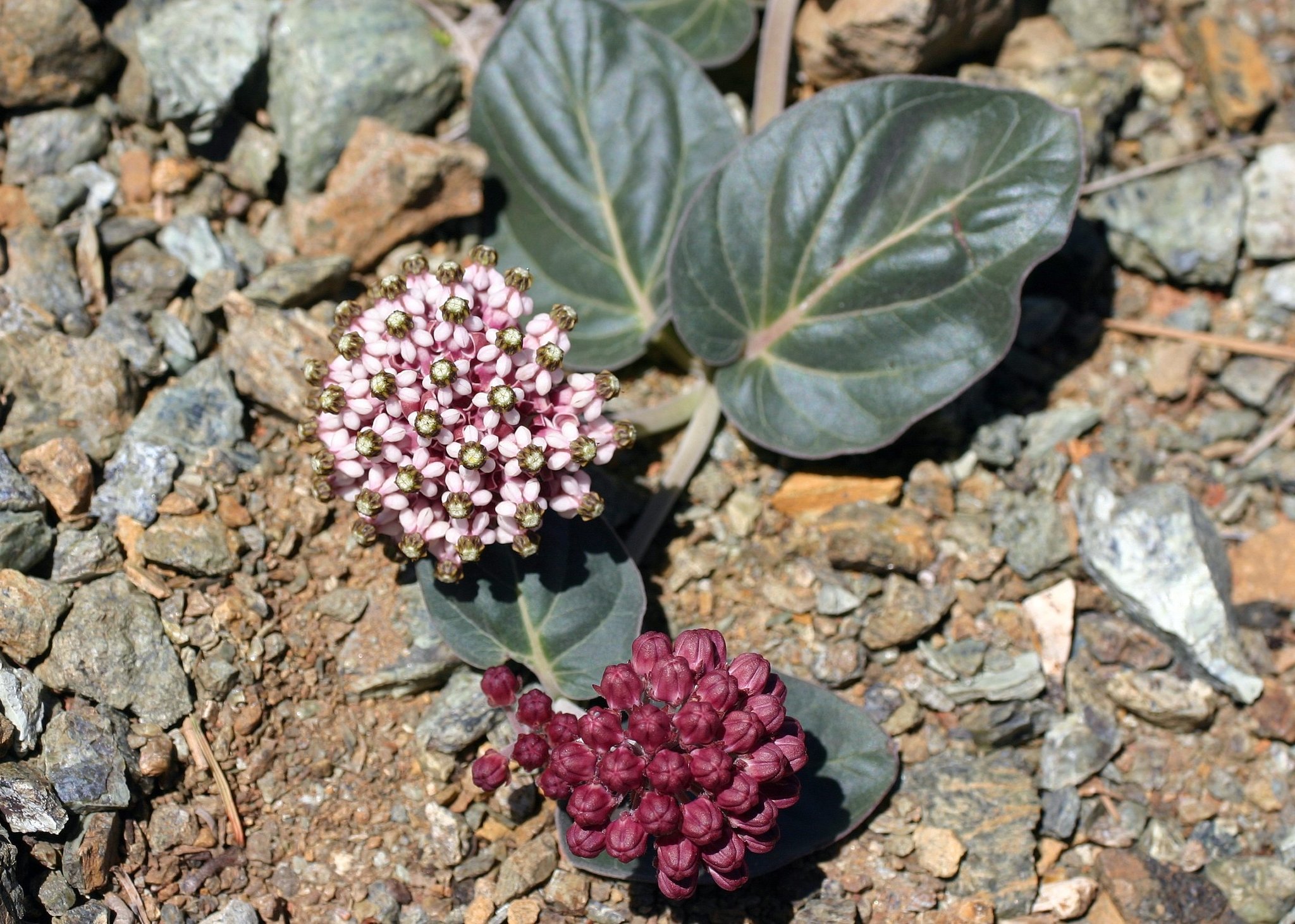 Asclepias solanoana