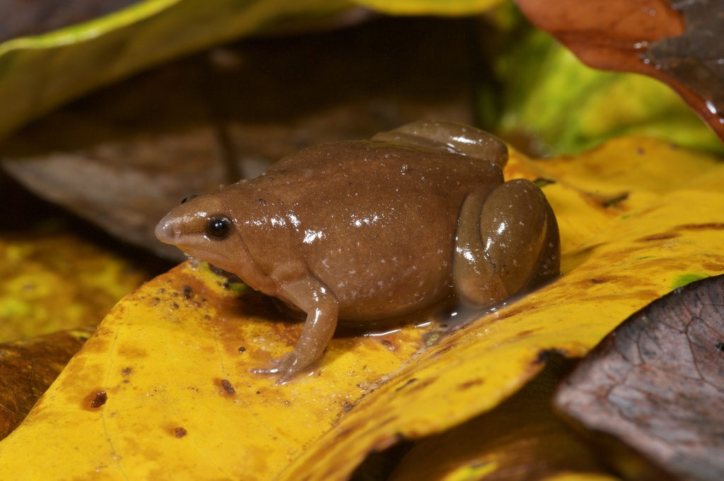 Synapturanus mesomorphus