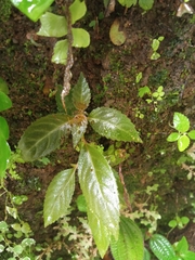 Gesnerieae