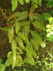 Gesnerieae