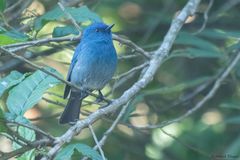 Eumyias albicaudatus