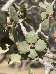Quercus john-tuckeri