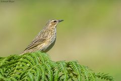 Anthus nilghiriensis