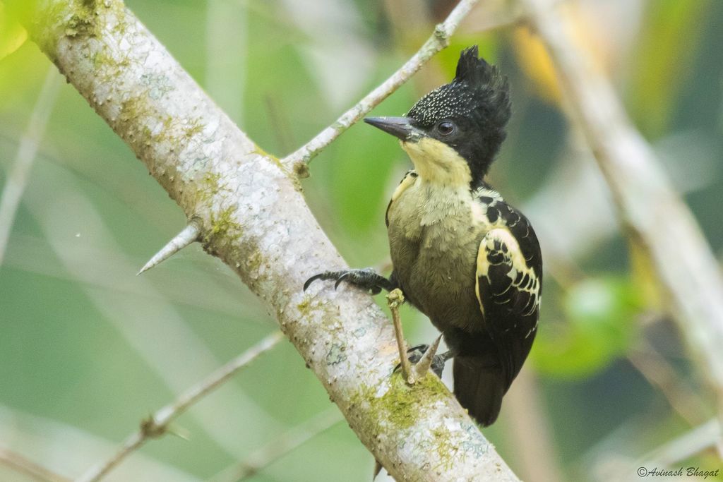 Heart-spotted Woodpecker photo