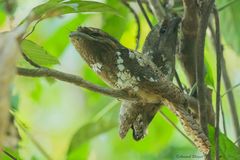 Batrachostomus moniliger