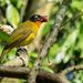 Flame-throated Bulbul - Photo (c) Avinash Bhagat, some rights reserved (CC BY-NC), uploaded by Avinash Bhagat