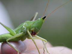 Neoconocephalus nebrascensis