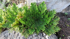 Selaginella novoleonensis