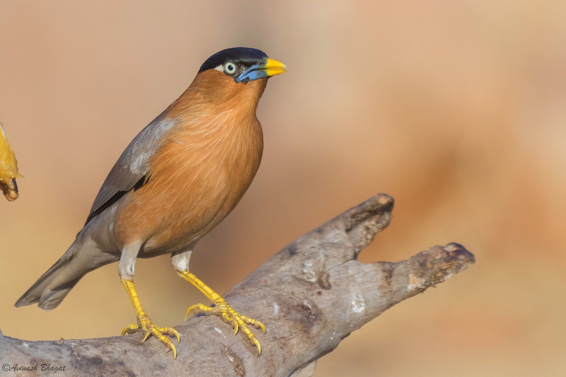 Common Starling