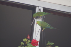 Brotogeris tirica