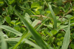 Anartia jatrophae