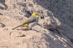 Pycnonotus xantholaemus