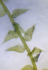 Hygroamblystegium humile