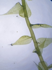 Hygroamblystegium humile
