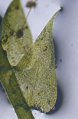 Hygroamblystegium humile