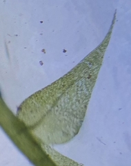 Hygroamblystegium humile