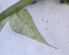 Hygroamblystegium humile