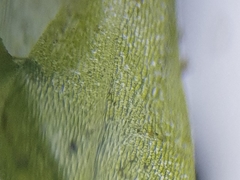 Hygroamblystegium humile