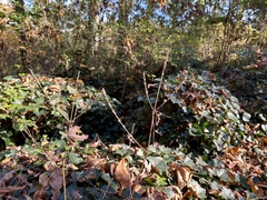 Achyranthes japonica