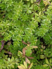 Galium murale