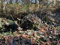 Achyranthes japonica