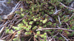 Selaginella wrightii