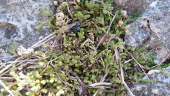 Selaginella wrightii