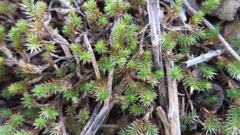 Selaginella wrightii