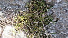 Selaginella wrightii