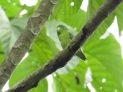 Forpus crassirostris