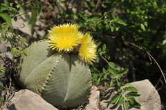 Astrophytum myriostigma