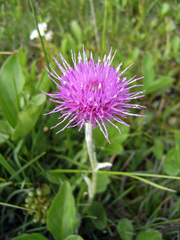 Cirsium dissectum