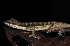 Anolis lionotus