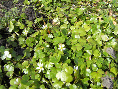 Ranunculus omiophyllus