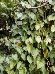 Philodendron hederaceum