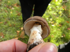 Lepiota brunneoincarnata