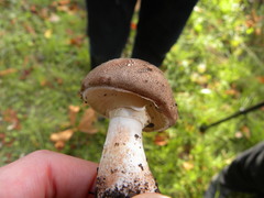 Lepiota brunneoincarnata